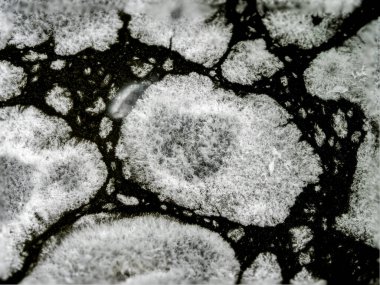 mold white mushrooms in cucumber pickle large close-up, dangerous to health