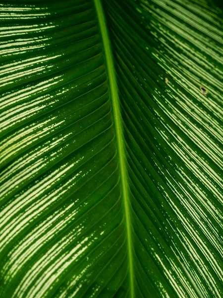 Palm leaf structure background, green theme