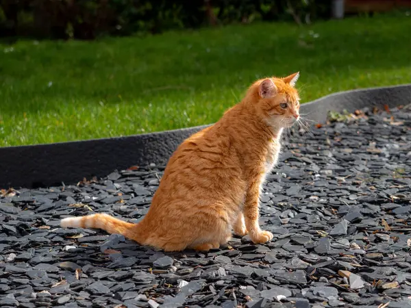 Rudy Kot Siedzi Ogrodzie Słoneczny Dzień — Zdjęcie stockowe