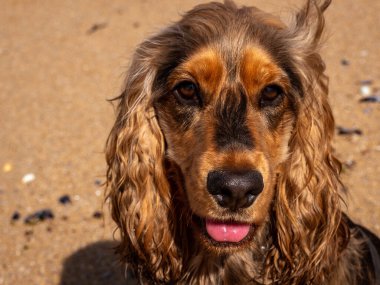Sahilde kameraya bakan genç cocker spaniel