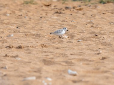 Kentish Plover (Charadrius alexandrinus) plajda