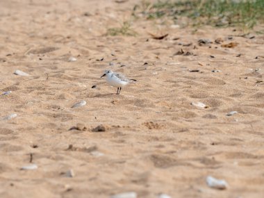 Kentish Plover (Charadrius alexandrinus) plajda