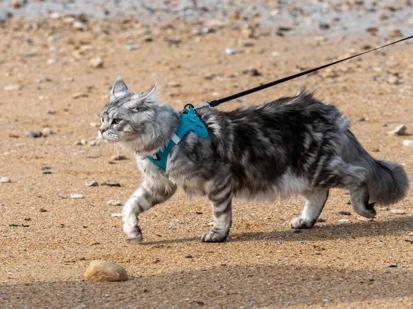 persian cat on a leash, walk on the beach