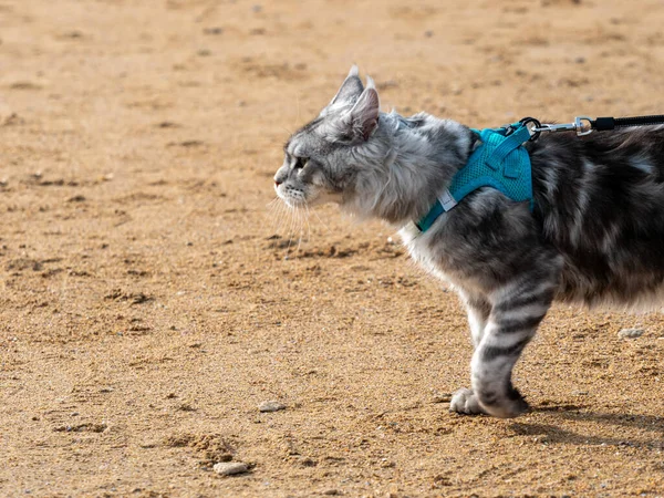 persian cat on a leash, walk on the beach