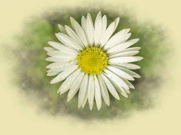 daisy flower painted with brush and watercolor paint with solid yellow background