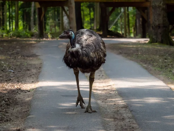 Struś Emu Dromaius Duży Ptak Bez Lotu Spaceruje Parku Pochodzi — Zdjęcie stockowe
