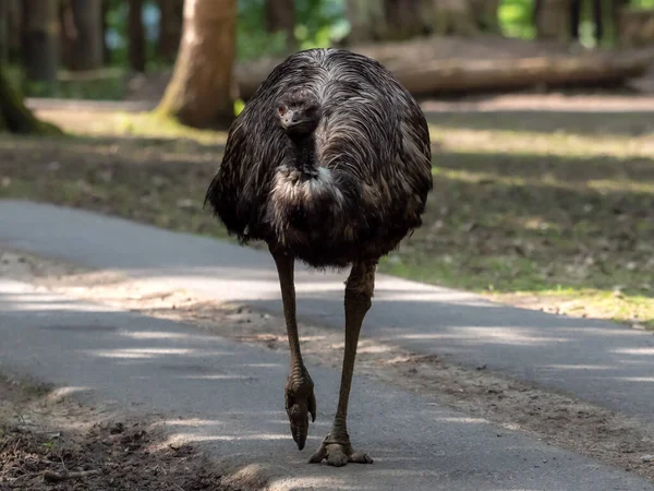 Struts Emu Dromaius Stor Flyglös Fågel Går Runt Parken Kommer — Stockfoto