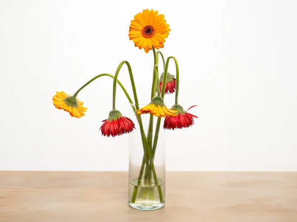 One Fresh Orange Gerbera Flower Withered Gerbera Concept True Love — Stock Photo, Image