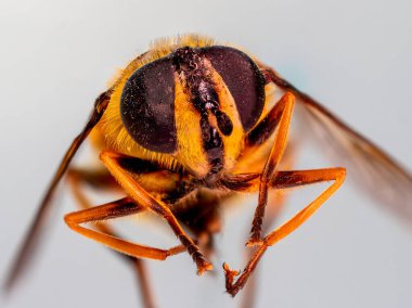 Eşek arısı, makro fotoğraf, bir sürü detay, kameraya bakma, uçan böcek, Latince adı Vespula vulgaris.