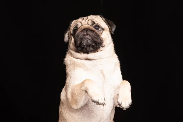 Netter Hund Mops Rasse Suchen Kamera Und Macht Lustige Gesicht — Stockfoto