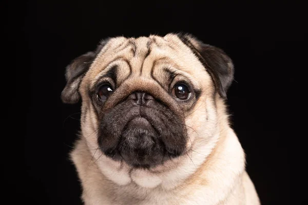 可愛いです犬のパグ品種見てカメラと作り面白い顔孤立上の黒の背景 — ストック写真