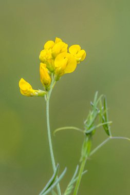 Çiçekteki kuş ayağı ağaç folyosu (Lotus corniculatus)