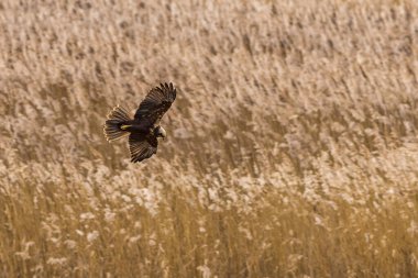 Marsh harrier (Circus aeruginosus) yemek arıyor.