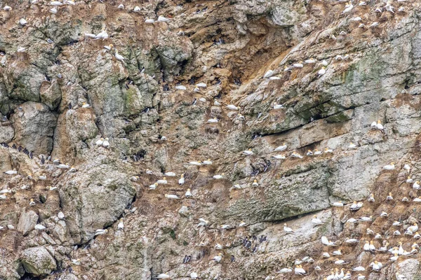 Koloni Burung Laut Dekat Tebing Bempton Pantai Yorkshire — Stok Foto