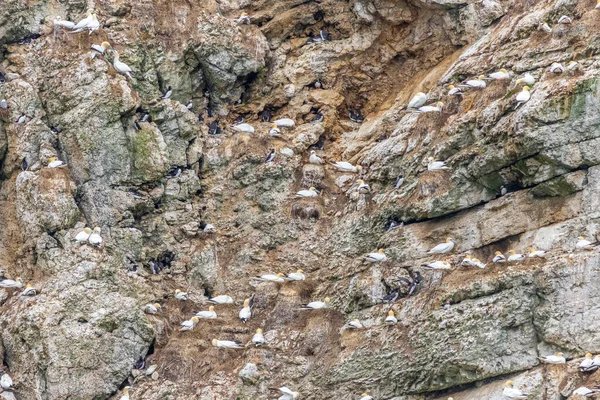 Colônia Aves Marinhas Perto Penhascos Bempton Costa Yorkshire — Fotografia de Stock