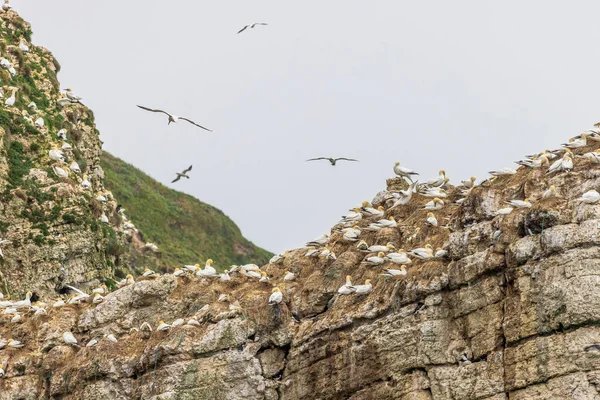 Havsfågel Koloni Nära Bempton Klippor Yorkshire Kusten — Stockfoto