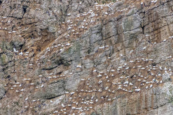 Seabird Colony Bempton Cliffs Yorkshire Coast — Stock Photo, Image