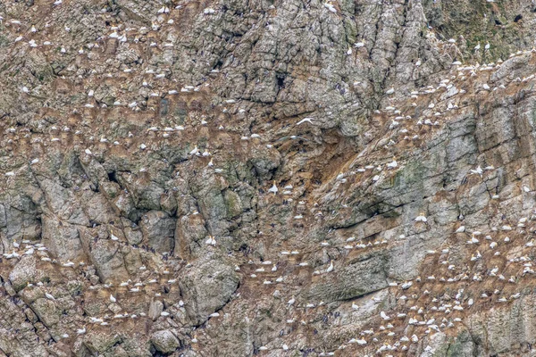 Yorkshire kıyısındaki Bempton kayalıklarının yakınındaki deniz kuşu kolonisi.