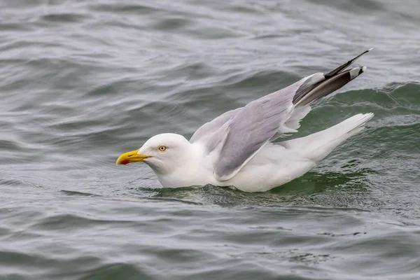 Herring Gull Larus Argentatus Sea — Stock Photo, Image