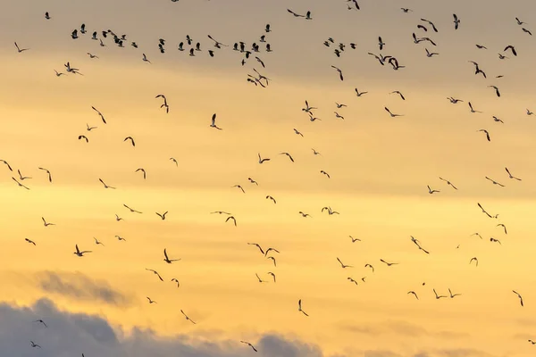 Pássaros Voando Para Pôr Sol — Fotografia de Stock