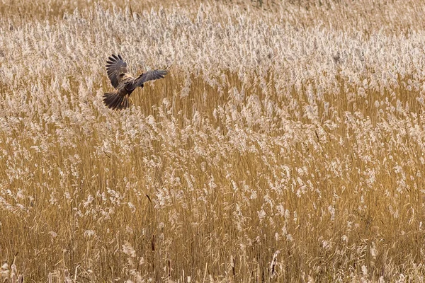 Marsh Harrier Circus Aeruginosus Flight Looking Meal — Stock Photo, Image