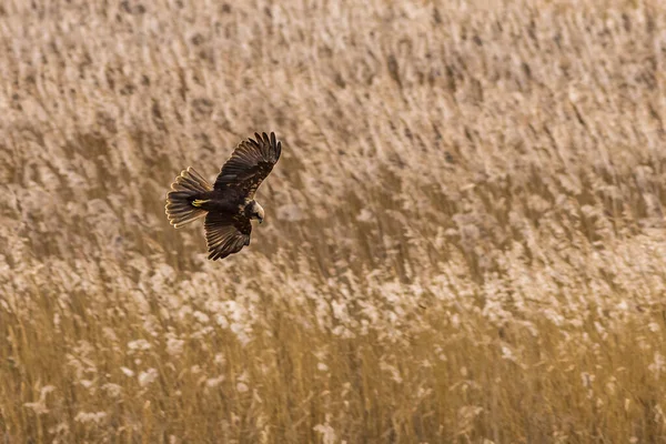 Marsh Harrier Circus Aeruginosus Flight Looking Meal — Stock Photo, Image
