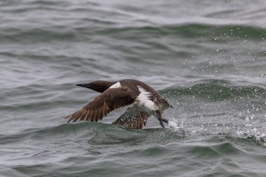 Denizde Guillemot (Uria Aalge)