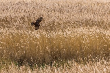 Marsh harrier (Circus aeruginosus) yemek arıyor.