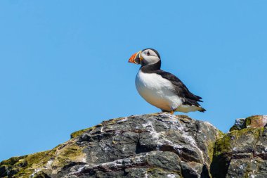 Puffin (Fratercula arktica) bir kayanın üzerine tünemiştir.