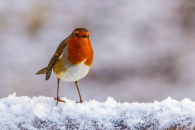 Karda tünemiş Avrupa bülbülü (Erithacus rubecula)