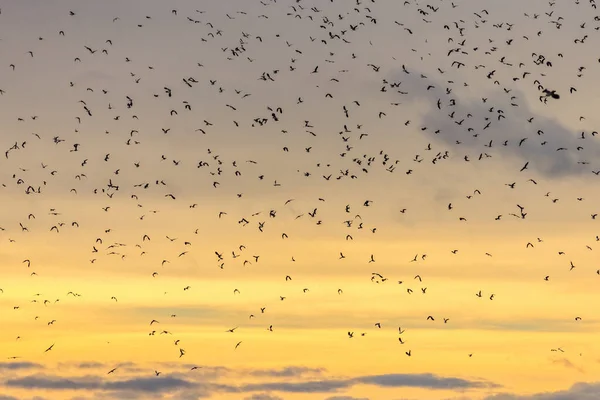 Kuşlar Gün Batımına Doğru Uçuyor — Stok fotoğraf