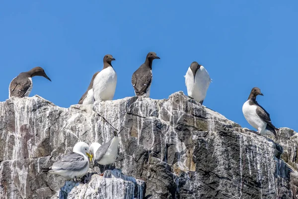 Guillemot Uria Aalge Perched Rock — Stock Photo, Image