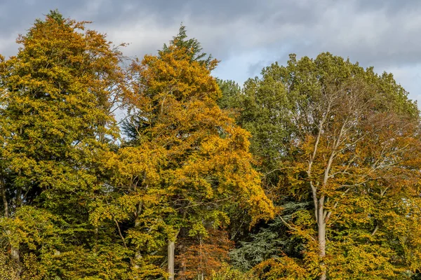 Φθινόπωρο Δέντρα Αρχίζουν Κιτρινίζουν Στις Αρχές Του Φθινοπώρου — Φωτογραφία Αρχείου