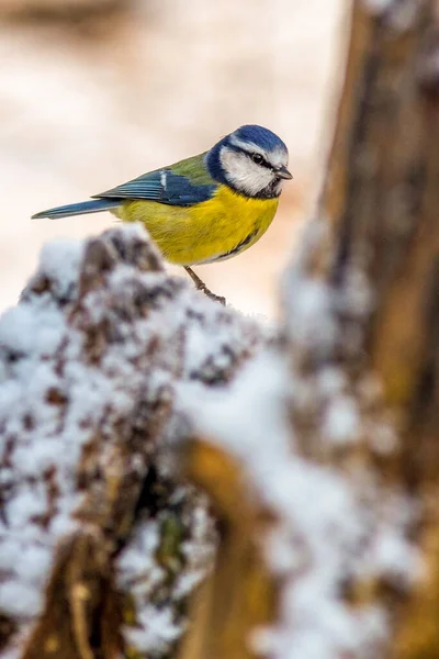 Blue Tit Cyanistes Caeruleus Perched Branch Snow — Fotografia de Stock