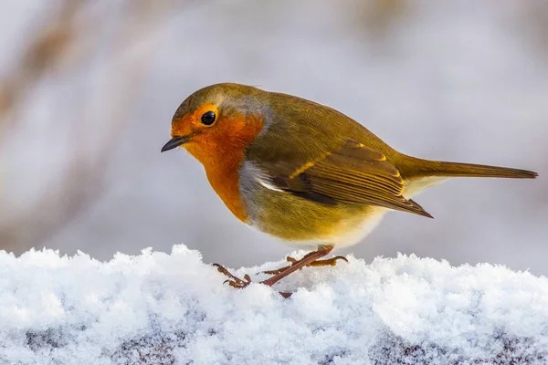 European robin (Erithacus rubecula) perched in the snow
