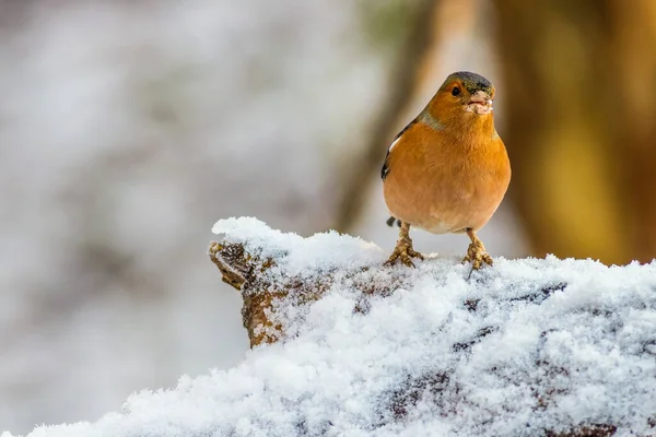 Chaffinch Fringilla Coelebs Perched Snow — Stock Photo, Image