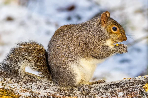 Gri Sincap Karlı Bir Ağaçta Yemek Yiyor — Stok fotoğraf