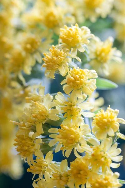 Jacobaea Belas Flores Amarelas Closeup — Fotografia de Stock