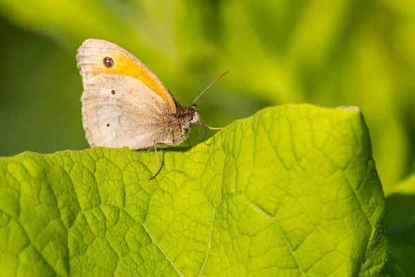 Portero Pyronia Tithonus Mariposa Sobre Una Hoja — Foto de Stock