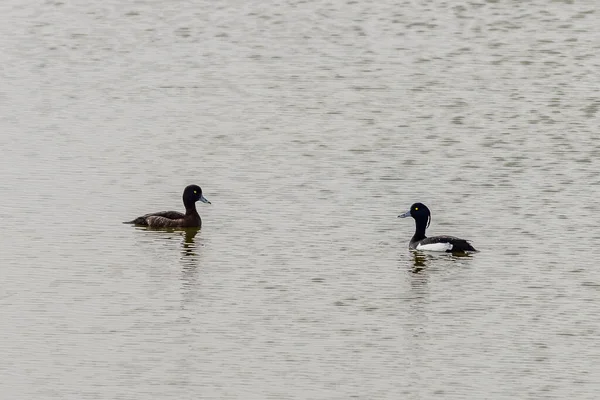 Gölün Üzerindeki Ördekler Aythya Fuligula — Stok fotoğraf