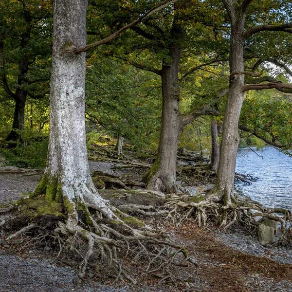 Árvores Com Raízes Expostas Derwentwater Lake Distrito — Fotografia de Stock