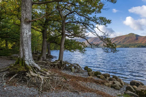Träd Med Rötter Exponerade Vid Derwentwater Lake District — Stockfoto