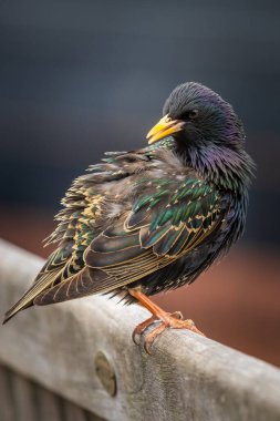 Starling (Sturnus vulgaris) bir bankın arkasına tünemiştir.