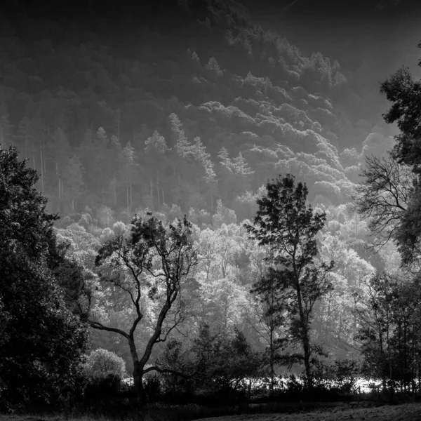 Lake District Manhã Cedo Com Primeira Luz Atingindo Árvores — Fotografia de Stock