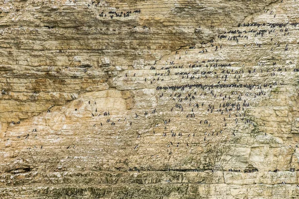 Колония Морских Птиц Возле Скал Бемптона Побережье Йоркшира — стоковое фото