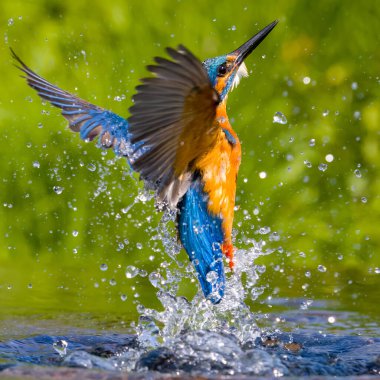 Sudan çıkan balıkçı (alcedo).