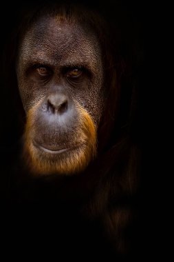 Orangutan portresi kameraya bakıyor 