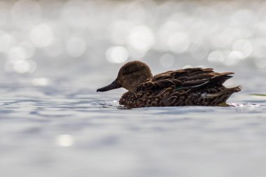 Suda Dişi Teal (Anas crecca)