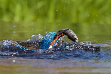 Balıkçı (alcedo) ve balık.