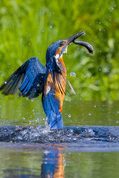 Eisvogel Alcedo Atthis Mit Einem Fisch — Stockfoto